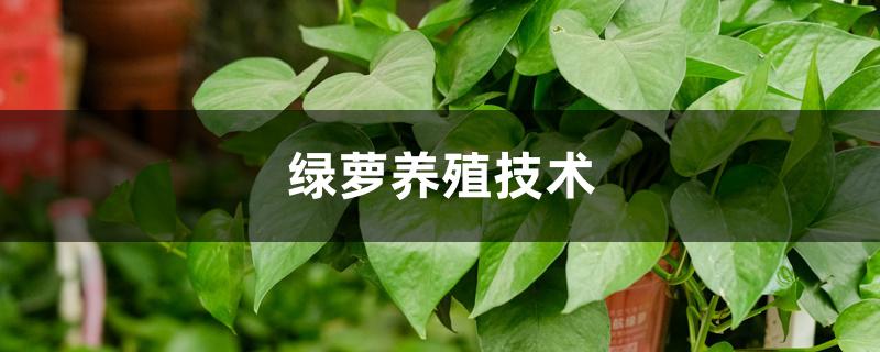 绿萝养殖技术 绿萝养殖技术