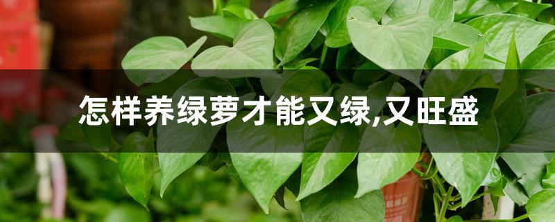 怎样养绿萝才能又绿,又旺盛 怎样养绿萝才能又绿,又旺盛