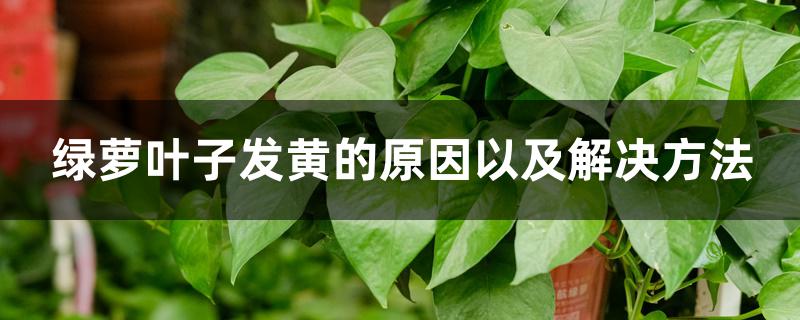 绿萝叶子发黄的原因以及解决方法 绿萝叶子发黄的原因以及解决方法