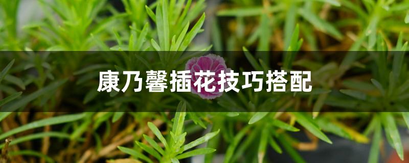 康乃馨插花技巧搭配 康乃馨插花技巧搭配