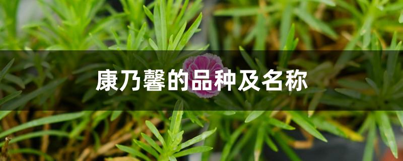 康乃馨的品种及名称 康乃馨的品种及名称