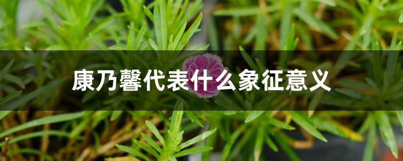 康乃馨代表什么象征意义 康乃馨代表什么象征意义