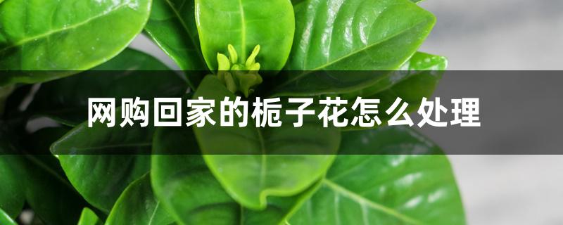 网购回家的栀子花怎么处理 网购回家的栀子花怎么处理