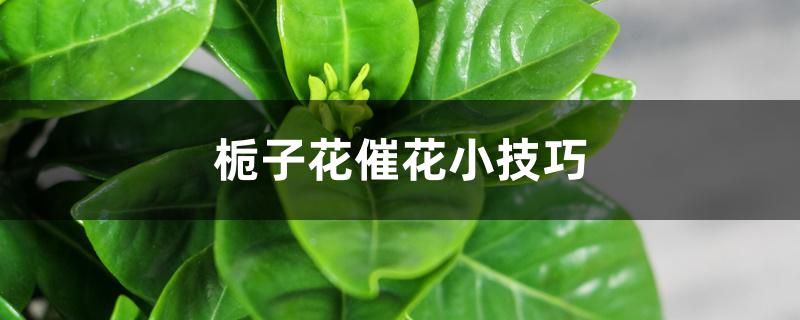 栀子花催花小技巧 栀子花催花小技巧