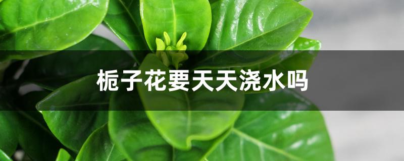 栀子花要天天浇水吗 栀子花要天天浇水吗