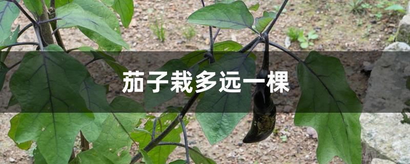 茄子栽多远一棵 茄子栽多远一棵