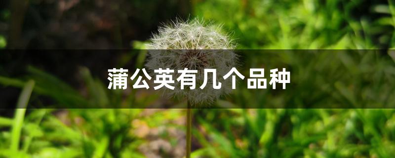 蒲公英有几个品种 蒲公英有几个品种