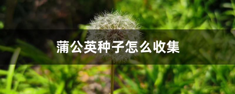 蒲公英种子怎么收集 蒲公英种子怎么收集