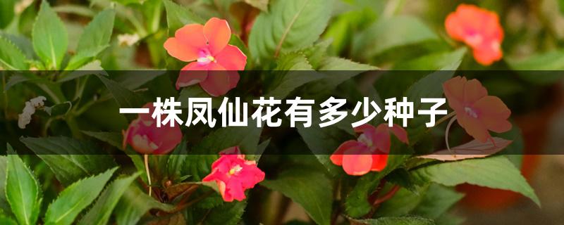 一株凤仙花有多少种子 一株凤仙花有多少种子