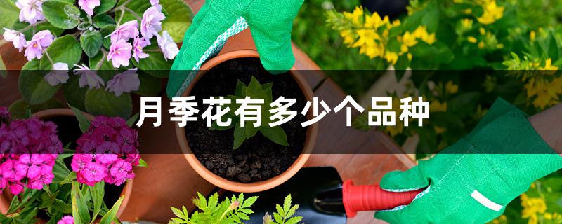 月季花有多少个品种 月季花有多少个品种