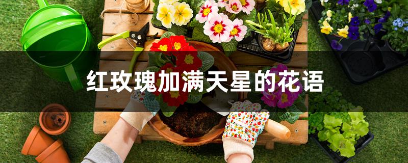 红玫瑰加满天星的花语 红玫瑰加满天星的花语