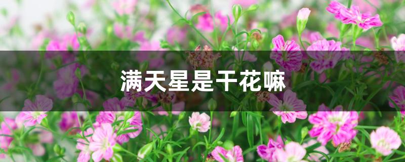 满天星是干花嘛 满天星是干花嘛