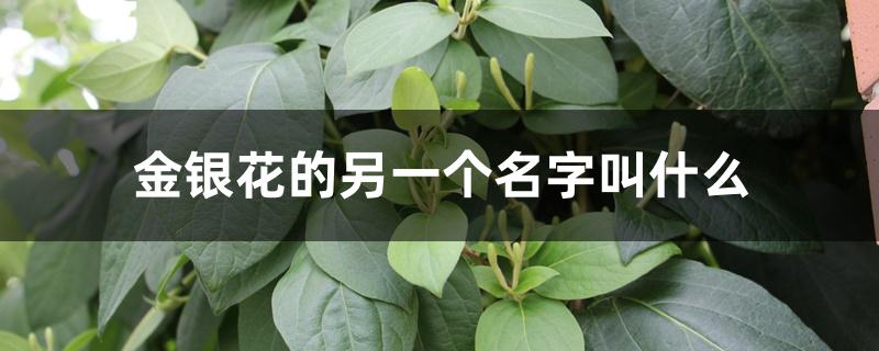 金银花的另一个名字叫什么 金银花的另一个名字叫什么