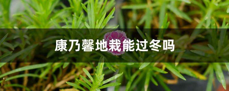 康乃馨地栽能过冬吗 康乃馨地栽能过冬吗