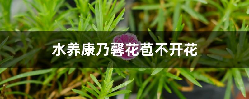 水养康乃馨花苞不开花 水养康乃馨花苞不开花