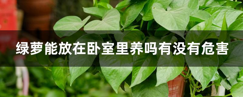 绿萝能放在卧室里养吗有没有危害 绿萝能放在卧室里养吗有没有危害