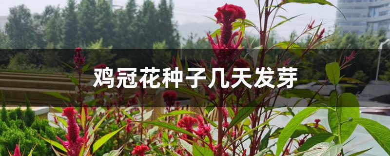 鸡冠花种子几天发芽 鸡冠花种子几天发芽