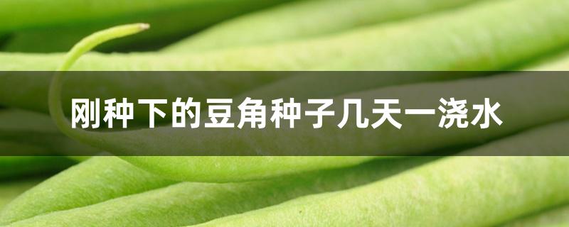刚种下的豆角种子几天一浇水 刚种下的豆角种子几天一浇水