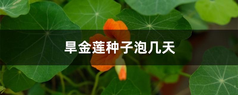 旱金莲种子泡几天 旱金莲种子泡几天