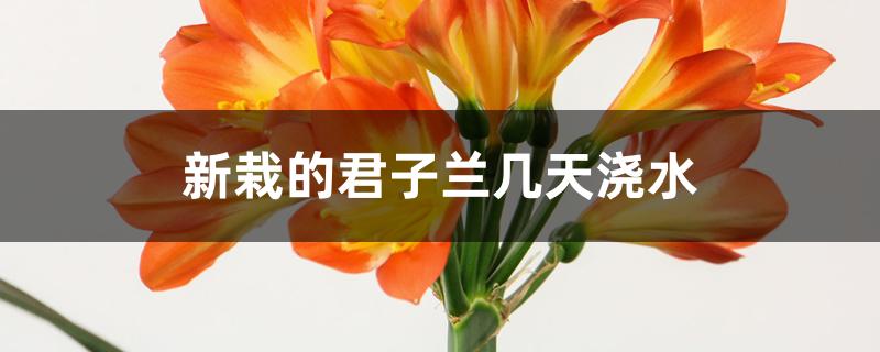 新栽的君子兰几天浇水 新栽的君子兰几天浇水