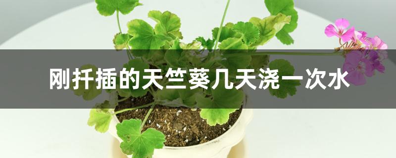 刚扦插的天竺葵几天浇一次水 刚扦插的天竺葵几天浇一次水