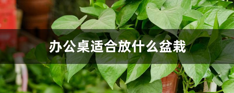 办公桌适合放什么盆栽 办公桌适合放什么盆栽