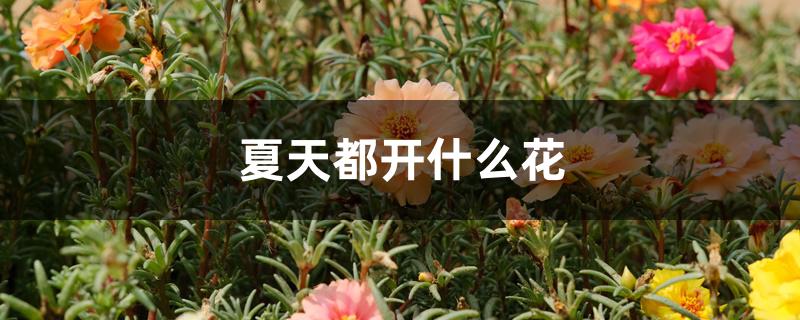 夏天都开什么花 夏天都开什么花