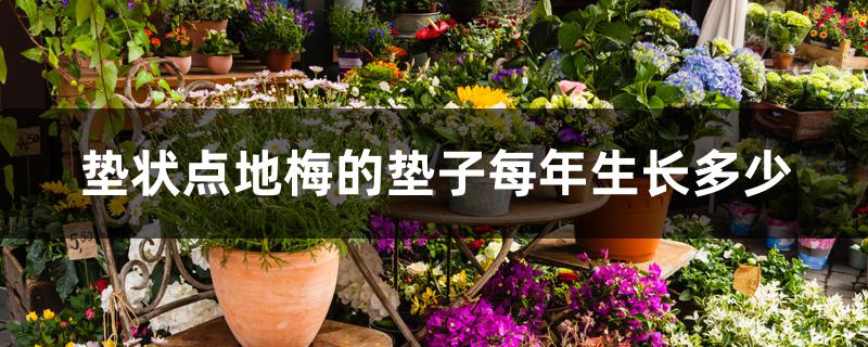 垫状点地梅的垫子每年生长多少 垫状点地梅的垫子每年生长多少