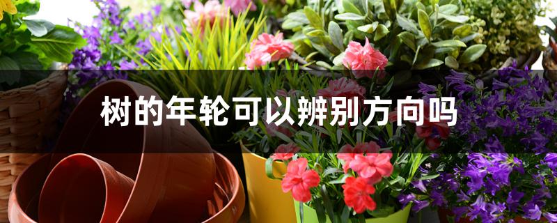 树的年轮可以辨别方向吗 树的年轮可以辨别方向吗
