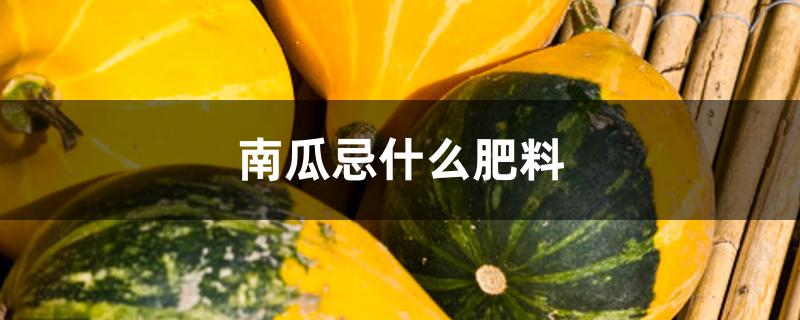 南瓜忌什么肥料 南瓜忌什么肥料