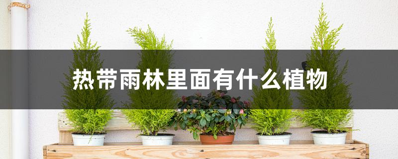 热带雨林里面有什么植物 热带雨林里面有什么植物