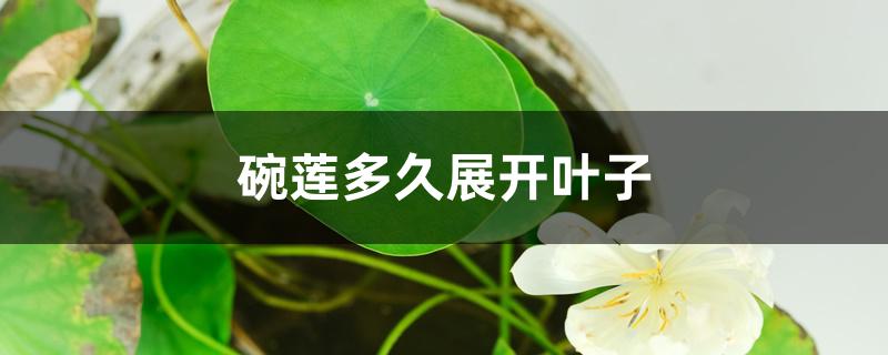碗莲多久展开叶子 碗莲多久展开叶子