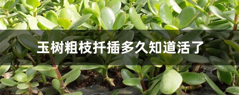 玉树粗枝扦插多久知道活了 玉树粗枝扦插多久知道活了