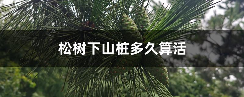 松树下山桩多久算活 松树下山桩多久算活