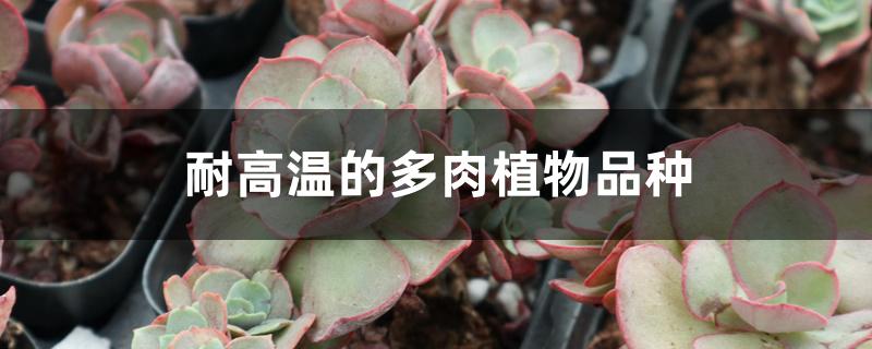 耐高温的多肉植物品种 耐高温的多肉植物品种