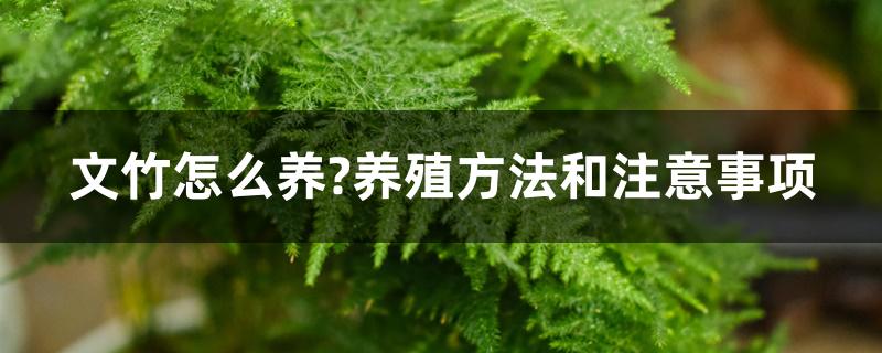 文竹怎么养?养殖方法和注意事项