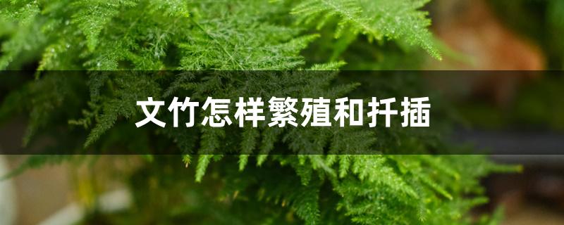 文竹怎样繁殖和扦插 文竹怎样繁殖和扦插
