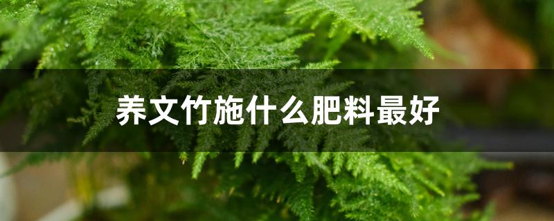 养文竹施什么肥料最好 养文竹施什么肥料最好