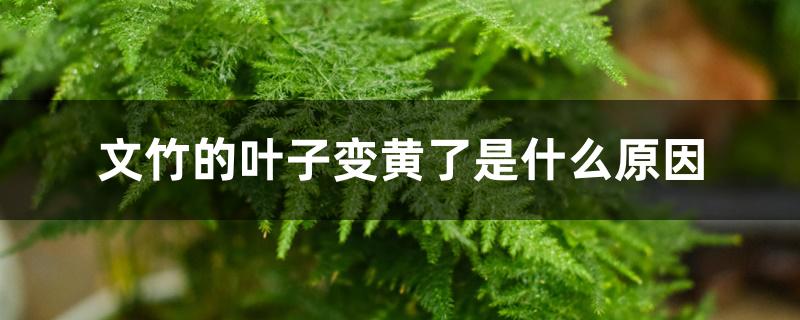 文竹的叶子变黄了是什么原因 文竹的叶子变黄了是什么原因