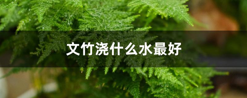 文竹浇什么水最好 文竹浇什么水最好