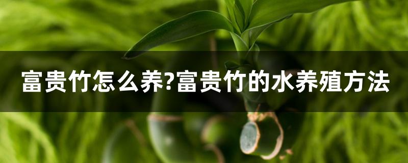 富贵竹的养殖方法:水培和土培 富贵竹的养殖方法:水培和土培
