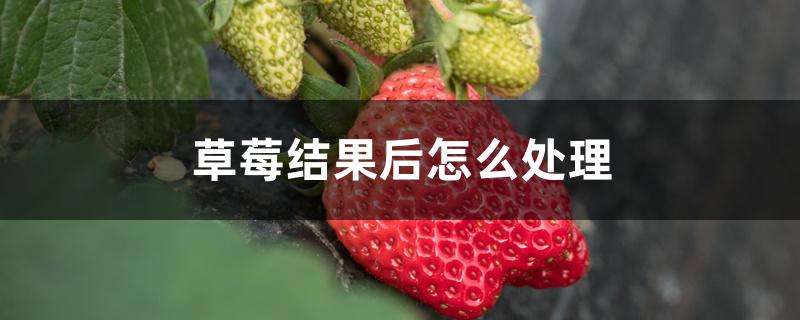 草莓结果后怎么处理 草莓结果后怎么处理