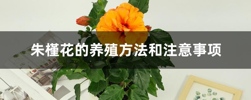 朱槿花的养殖方法和注意事项 朱槿花的养殖方法和注意事项