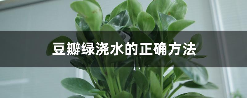 豆瓣绿浇水的正确方法 豆瓣绿浇水的正确方法