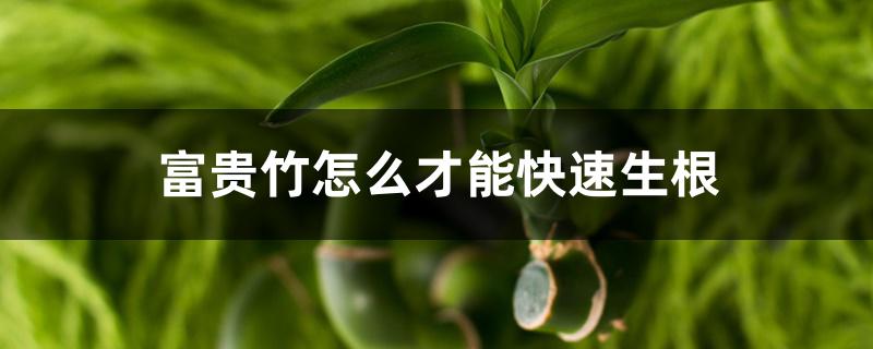 富贵竹怎么才能快速生根 富贵竹怎么才能快速生根