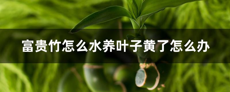 富贵竹怎么水养叶子黄了怎么办 富贵竹怎么水养叶子黄了怎么办