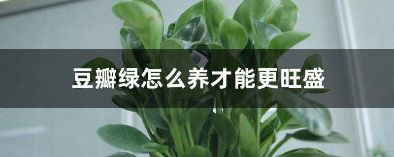 豆瓣绿怎么养才能更旺盛