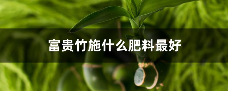 富贵竹施什么肥料最好 富贵竹施什么肥料最好