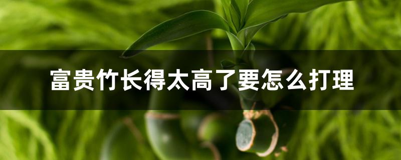 富贵竹长得太高了要怎么打理 富贵竹长得太高了要怎么打理