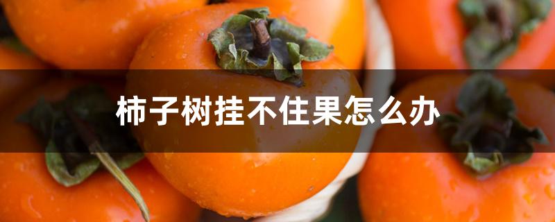 柿子树挂不住果怎么办 柿子树挂不住果怎么办
